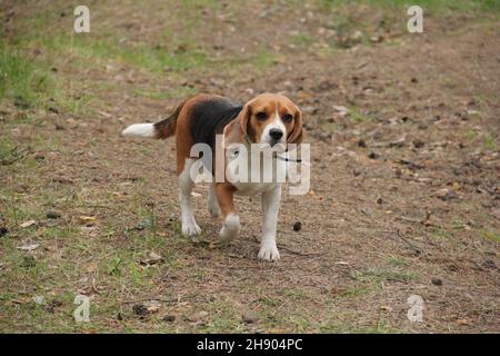 Ein Hund, der auf Gras steht. Hochwertige Fotos Stockfoto