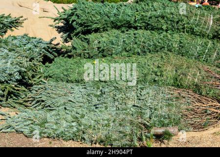 Ein Stapel von Weihnachtsbäumen, in Schnur gewickelt, zum Verkauf auf dem Weihnachtsbaummarkt. Stockfoto