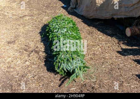 Ein in Schnur gewickelter Weihnachtsbaum liegt auf dem Boden eines Weihnachtsbaummarktes im Freien. Stockfoto