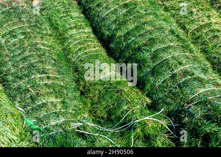 Ein Stapel von Weihnachtsbäumen, in Schnur gewickelt, zum Verkauf auf dem Weihnachtsbaummarkt. Stockfoto