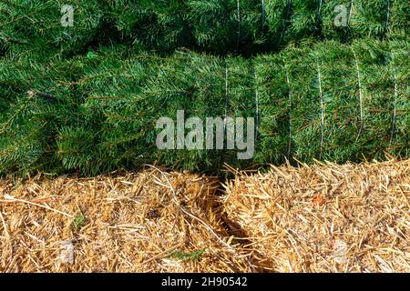 Ein Stapel von Weihnachtsbäumen, in Schnur gewickelt, zum Verkauf auf dem Weihnachtsbaummarkt. Stockfoto