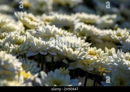 Weiße Blüten der kultivierten Chrysantheme krönen sich mit Tautropfen auf den Blütenblättern. Selektiver Fokus Stockfoto