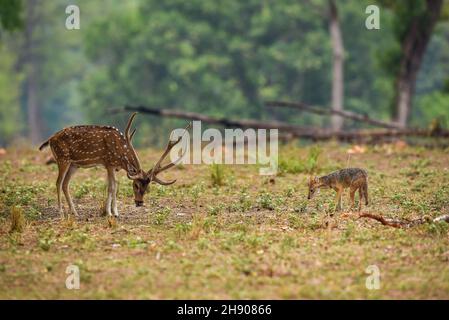 goldener Schakal oder Canis aureus, der auf gefleckte Hirsche oder Schitale angreift und versucht, mit langen Geweihen oder Hörnern Gesetze des Dschungels und des Überlebens der Passform abzuwehren Stockfoto