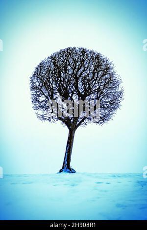 Vignettierung und getöntes Foto von Baum auf dem Schnee Stockfoto
