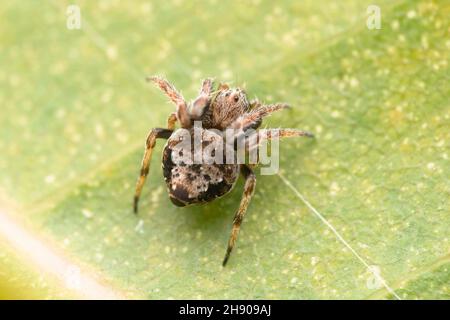 Draufsicht auf die kleine Orbis-Weberspinne auf dem Blatt, Eriovixia excelsa, Satara, Maharashtra, Indien Stockfoto