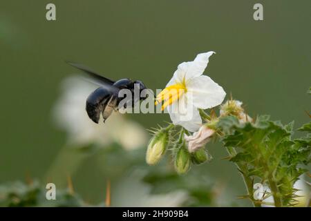 Tropische Zimmermannsbiene, die über der Blüte nach Nektar, Xylocopa latipes, Bokaro, Jharkhand, Indien, schwebt Stockfoto