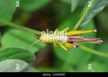 Britische Inseln, Heuschrecke, Rückenansicht, Omocestus viridulus, Mumbai, Maharashtra, Indien Stockfoto