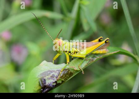 Seitenansicht der britischen Inseln, Heuschrecke, Omocestus viridulus, Mumbai, Maharashtra, Indien Stockfoto