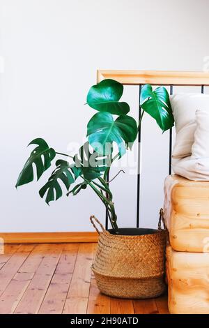 Die schöne Monstera deliciosa Blume in einem Strohkorb steht auf einem Holzboden. Das Konzept des Minimalismus.Hipster skandinavische Innenausstattung. Leere weiße Wand. Home Gardening Konzept. Stockfoto