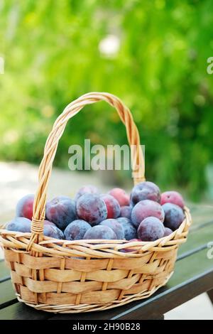 Pflaumenernte. Pflaumen in einem Korbkorb auf dem Holztisch. Früchte aus dem Garten ernten. Stockfoto