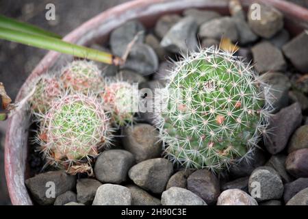 Fasskaktus (Echinocactus grusonii) unter Kieselsteinen in einem Blumentopf : (Pix SShukla) Stockfoto