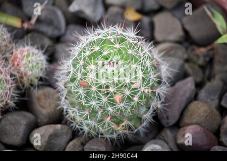 Fasskaktus (Echinocactus grusonii) unter Kieselsteinen in einem Blumentopf : (Pix SShukla) Stockfoto