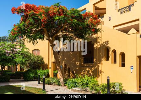 Hurghada, Ägypten - 28. Mai 2021: Blick auf die Villen des Hotels und den blühenden Baum des Stella Di Mare Beach Resort and Spa in der Bucht von Makadi, die Stockfoto