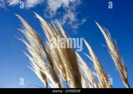 Cortaderia selloana, die gemeinhin als Pampas Gras bekannt Stockfoto