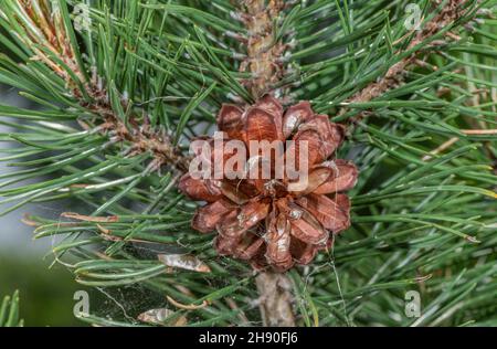 Zwergkiefer, Pinus mugo, mit Nadeln und weiblichen Zapfen. Alpen. Stockfoto