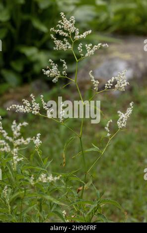 Alpenknotenkraut, Persicaria alpina, blühenkraut. Stockfoto