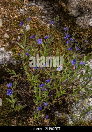 Rock Speedwell, Veronica fruticans, blüht auf sauren Felsen. Stockfoto