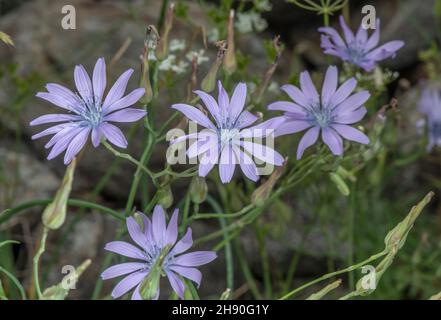 Bergsalat, Lactuca perennis, blühend am Kalksteinufer, französische Alpen. Stockfoto