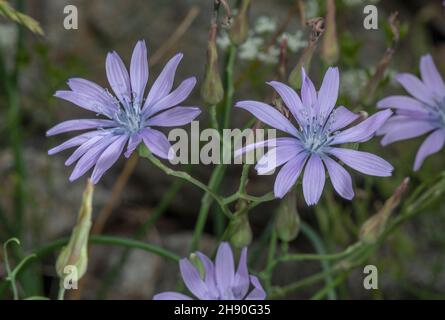 Bergsalat, Lactuca perennis, blühend am Kalksteinufer, französische Alpen. Stockfoto