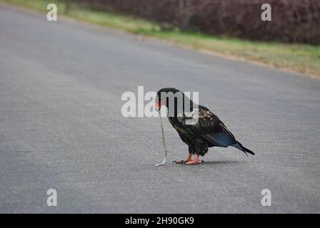 bateleur-Adler, Terathopius ecaudatus, sitzt auf der Straße und ernährt sich von einer toten Schlange. Stockfoto