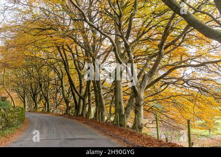 Reihe von goldenen Buchen säumen die Straße entlang des Whinlatter Pass im Lake District National Park im Herbst oder November, Cumbria, England, Großbritannien Stockfoto