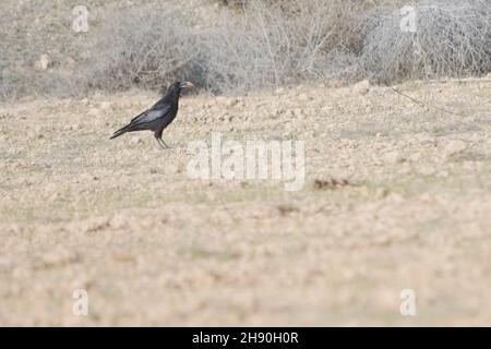 Corvus corone - die schwarze Krähe ist eine Art von Singvögeln aus der Familie der Corvidae. Stockfoto