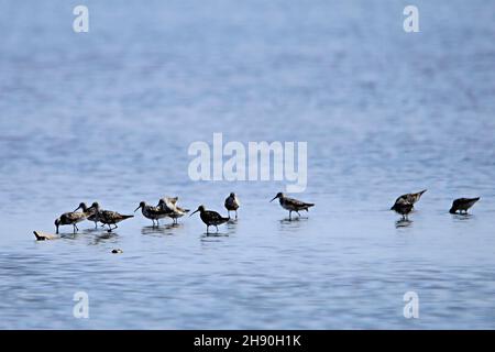 Calidris canutus - der große Sandpiper ist eine Art von Charadriiform Vogel in der Scolopacidae Familie. Stockfoto