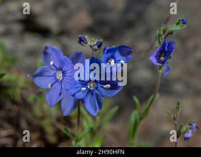 Rock Speedwell, Veronica fruticans, blühend auf saurem Alpengestein. Stockfoto