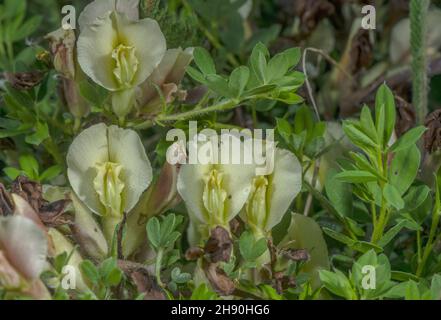 Behaarte Besen, Cytisus hirsutus, blüht in den Seealpen, Frankreich. Stockfoto