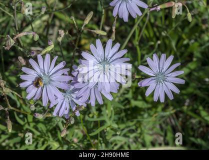 Bergsalat, Lactuca perennis, blühend auf Kies am Flussufer, Seealpen, Frankreich. Stockfoto