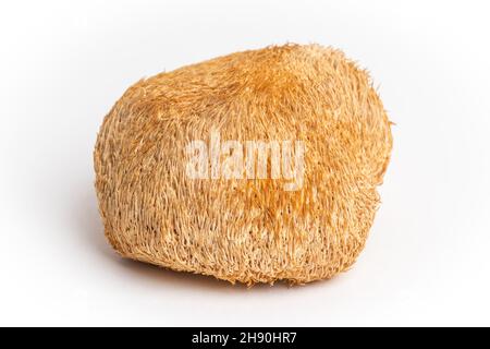 Getrocknete Löwenmähnchen oder Hericium Erinaceus werden auch Bartzahnpilz, Affenkopfpilz, Yamabushitake genannt. Stockfoto