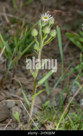 Blue fleabane, Erigeron acer, blühend in Kalkstein-Grasland. Stockfoto