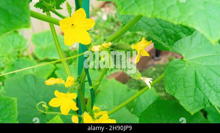 Die Blumen und der Eierstock der Gurke auf dem Gitter aus der Nähe. Anbau von Bio-Gurken im Freien ohne Gewächshaus. Blühende Gurkenpflanze im Sommer Stockfoto