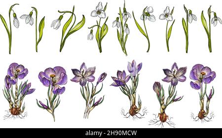 Vector Set von Schneeglöt und Crocus Farben Stock Vektor