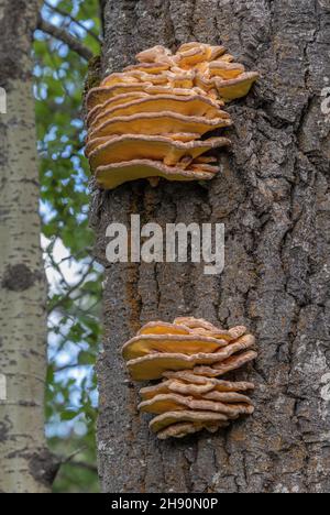 Waldhuhn, Laetiporus sulfureus, Stockfoto