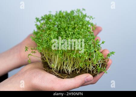 Micro Green in der Hand halten. Keimende Samen auf Leinenmatten. Rosenkohl und andere Grünpflanzen. Gesunde Vitaminnahrung. Zu Hause wachsen. Hobby und Urban Gardening. Microgreen für Lebensmittel. Stockfoto