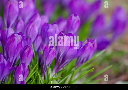 Große Gruppe von purpurnen Krokussen Rubinriese. Nahaufnahme der Frühlingsblumen auf einem unscharfen Hintergrund. Bauchige Pflanzen im Garten Stockfoto