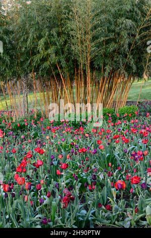 June Blakes Garden, Wicklow, Tulpenanzeige, Tulpen, tulipa, Tulpe merlot, tulipa Continental, tulipa negrita, tulipa Black Hero, tulipa Cherry Delight, Gärten, Stockfoto