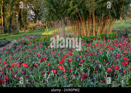 June Blakes Garden, Wicklow, Tulpenanzeige, Tulpen, tulipa, Tulpe merlot, tulipa Continental, tulipa negrita, tulipa Black Hero, tulipa Cherry Delight, Gärten, Stockfoto