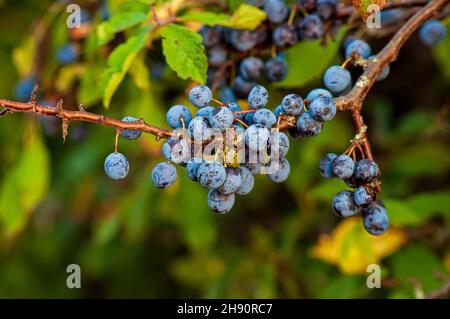 Reife, wilde Pflaumenbeeren, ein dichter Bund aus blauen, saftigen Schwarzdornen, auf einem grünen, unbelichteten Hintergrund. Stockfoto