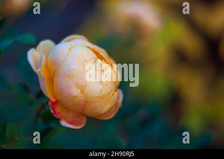 Halb geöffnete Blume auf unfokussem Hintergrund. Rose von David Austin Lady of Shalott. Hellgelbe Rose Stockfoto