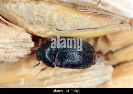 Der schwarze Teppichkäfer Attagenus unicolor Dermestidae Familie Hausschädling. Stockfoto