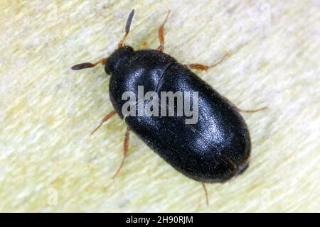 Der schwarze Teppichkäfer Attagenus unicolor Dermestidae Familie Hausschädling. Stockfoto