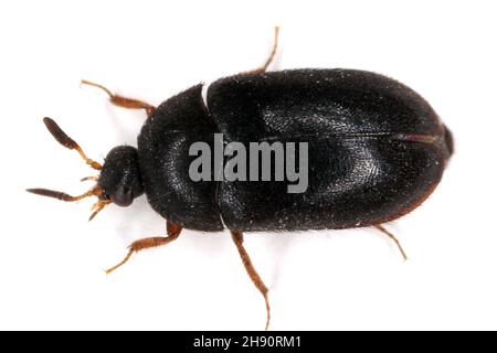 Der schwarze Teppichkäfer Attagenus unicolor Dermestidae Familie Hausschädling. Stockfoto