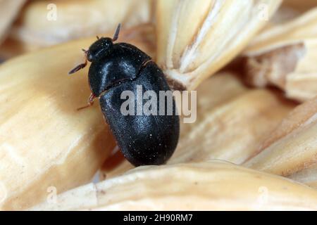 Der schwarze Teppichkäfer Attagenus unicolor Dermestidae Familie Hausschädling. Stockfoto