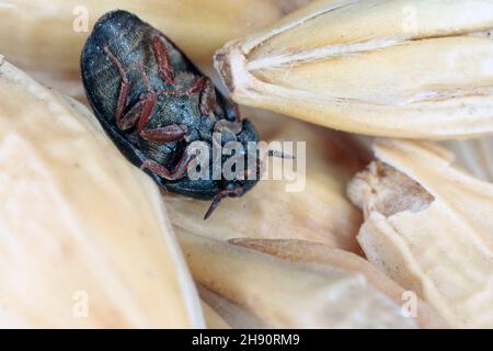 Der schwarze Teppichkäfer Attagenus unicolor Dermestidae Familie Hausschädling. Stockfoto