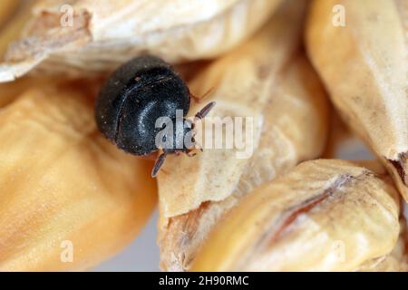 Der schwarze Teppichkäfer Attagenus unicolor Dermestidae Familie Hausschädling. Stockfoto