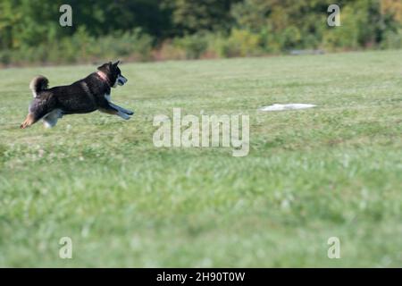 Siberian Husky jagt im Wettbewerb einen Köder Stockfoto