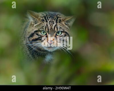 Europäische Wildkatze Felis silvestris silvestris Stockfoto