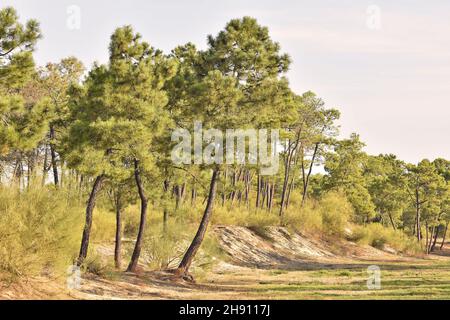 Maritime Pines (Pinus Pinaster) und Sanddünen im Naturschutzgebiet Mata Nacional das Dunas de Vila Real de Santo António, Algarve Süd-Portugal. Stockfoto